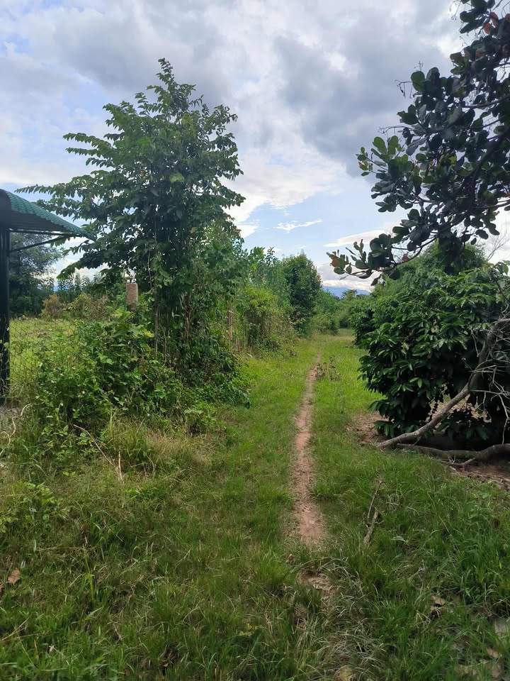 Bán đất trồng trọt 6 sào tại Vụ Bổn, Krông Pắc - Đầu tư sinh lời ngay!