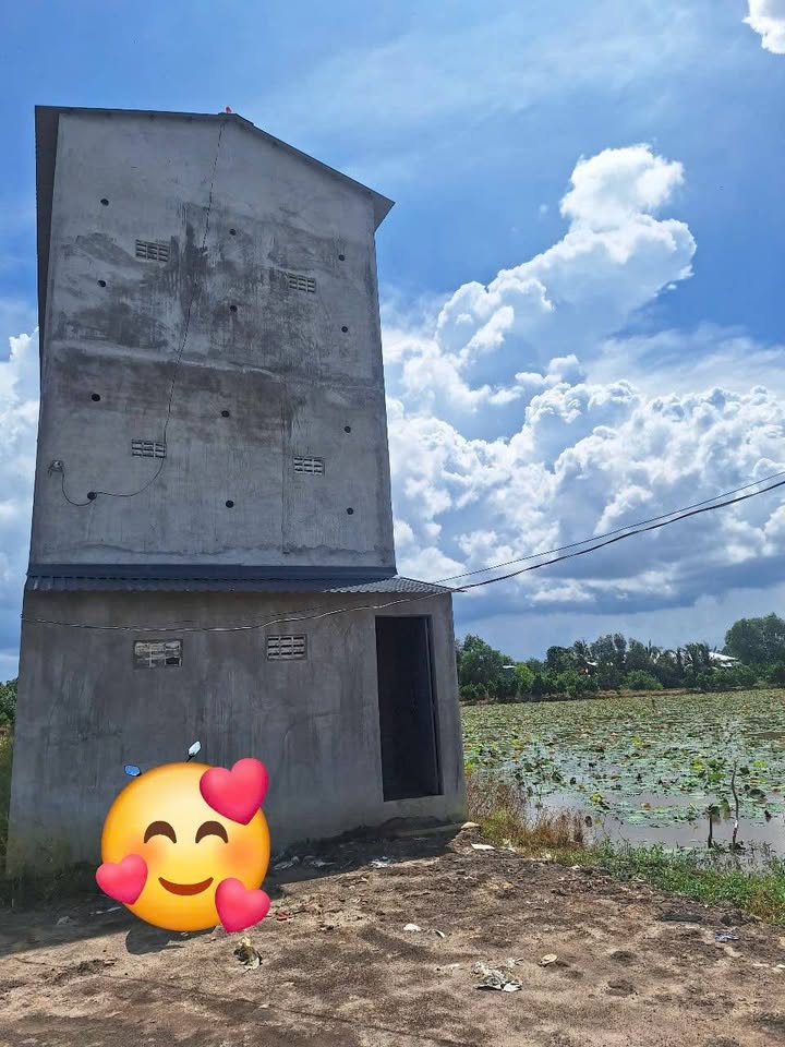 Bán gấp Farm đất lúa 1000m² xã Tân Bình, Long An - Giá chỉ 2.6 tỷ!