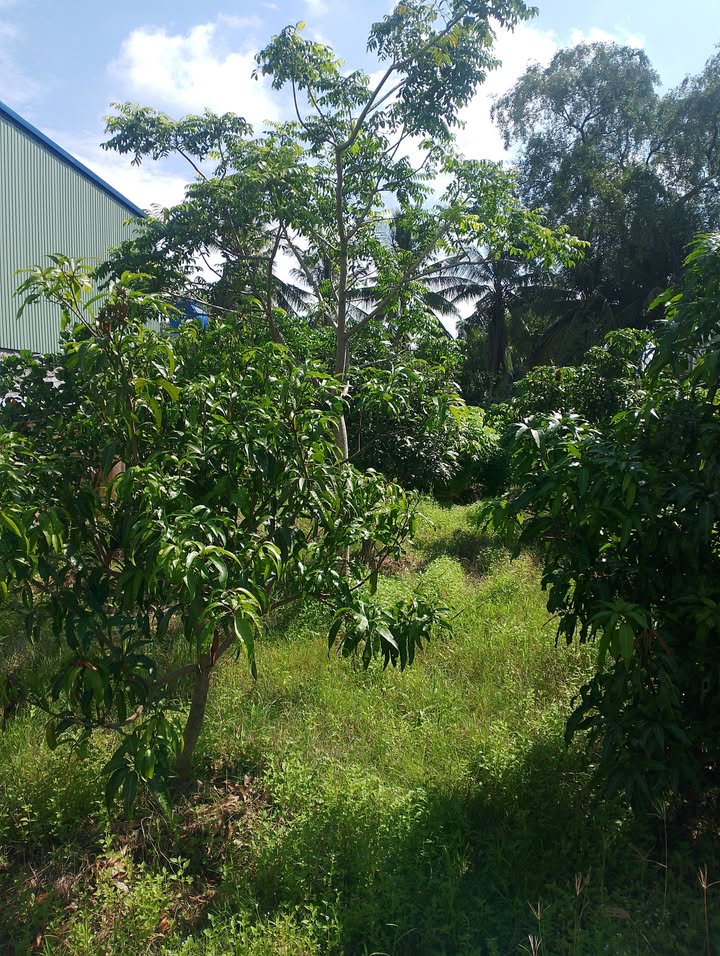 Đất mặt tiền đường Nguyễn Phi Khanh, Vĩnh Quang, Rạch Giá 440m² - Không gian yên tĩnh, thoáng mát!