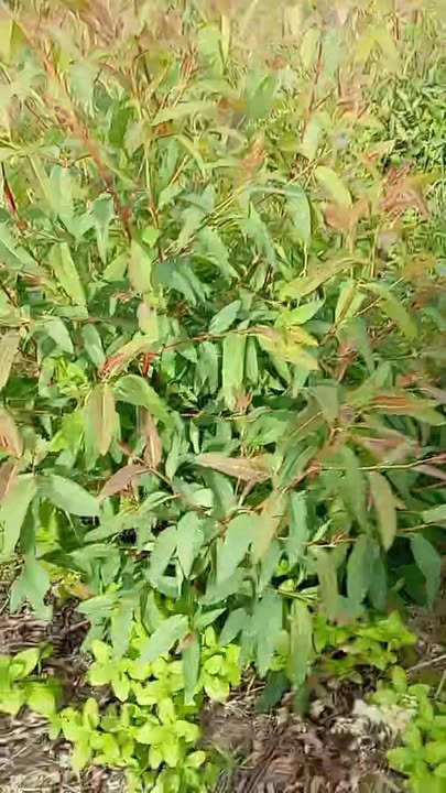 Đất farm tại Thôn Thành An, Tây Hòa 2,8ha giá chỉ từ 300 triệu - Cơ hội đầu tư hấp dẫn!