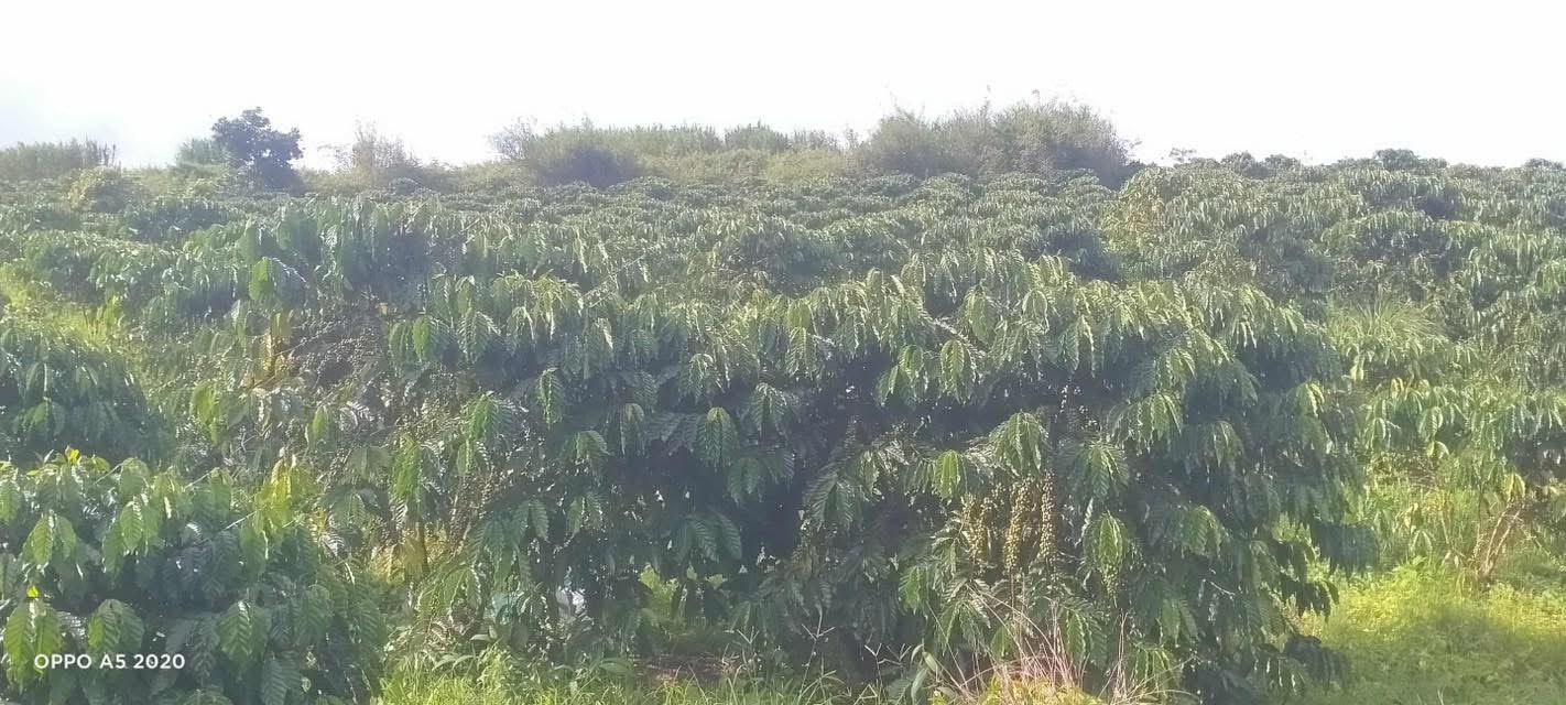 Đất nền đẹp tại Nam Hà, Lâm Hà 380m² giá chỉ 2.4 tỷ - Cơ hội đầu tư tuyệt vời!