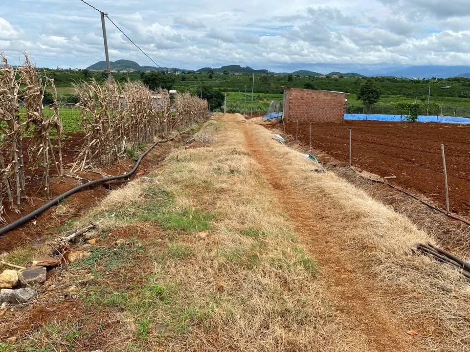 Đất nền 1ha Tân Hội, Đức Trọng, giá 1.4 tỷ - Đầu tư sinh lời ngay!