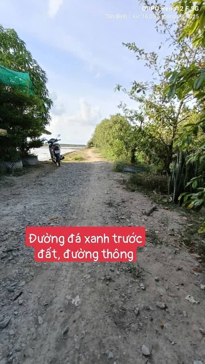 Đất nông nghiệp 13 công tại xã Tân Bình, Long An - Giá chỉ 1.755 tỷ, cơ hội đầu tư sinh lời!