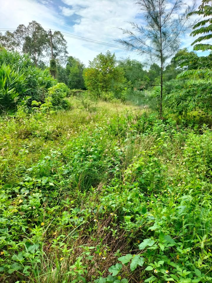 Đất thổ cư 470m² sát khu du lịch Mẹ Thứ - Giá chỉ 4 tỷ VND!