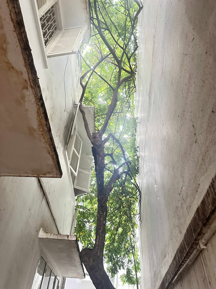 Biệt thự cổ điển Võ Thị Sáu, Q1, 205m² giá 47 tỷ - Sổ hồng riêng, công chứng trong ngày!