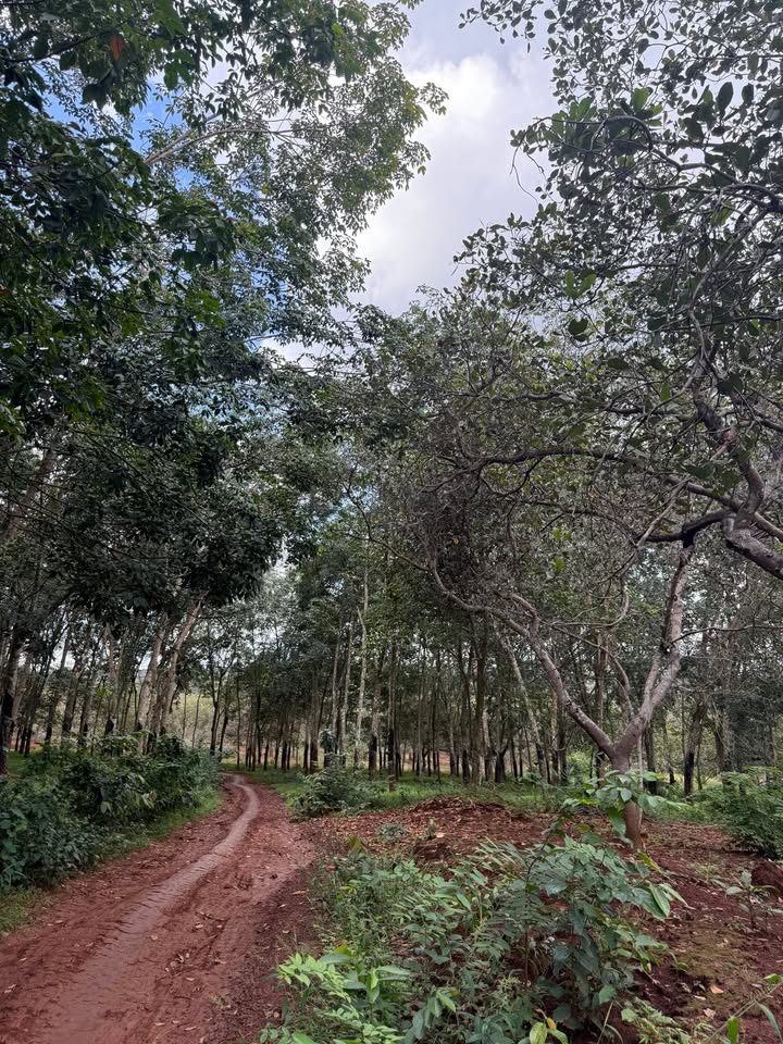 Rẫy điều đẹp 20.000m² tại Tân Hưng, Đồng Phú - 3.5 tỷ, mặt tiền 100m ô tô vào tận nơi!