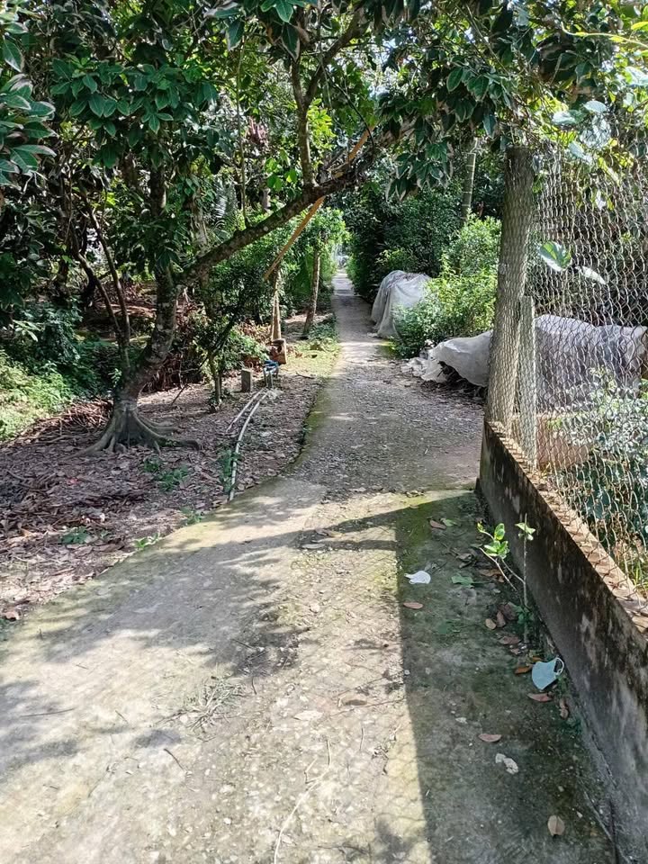 Đất vườn 1500m² xã Vĩnh Bình, Chợ Lách - Giá chỉ 750 triệu!