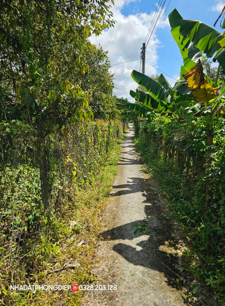 Đất nền Vĩnh Bình Chợ Lách 1500m² giá 700 triệu - Sổ đỏ chính chủ, đường xe hơi vào tận nơi!