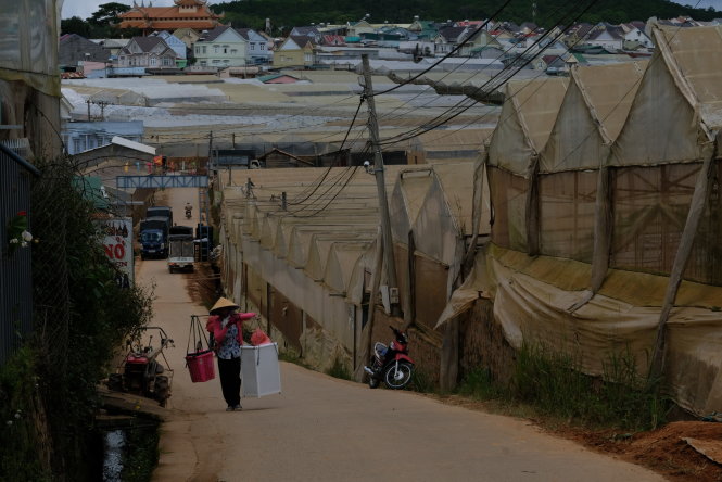 Farm 3000m² tại Đà Lạt giá 4.8 tỷ - Đường ô tô vào tận vườn!