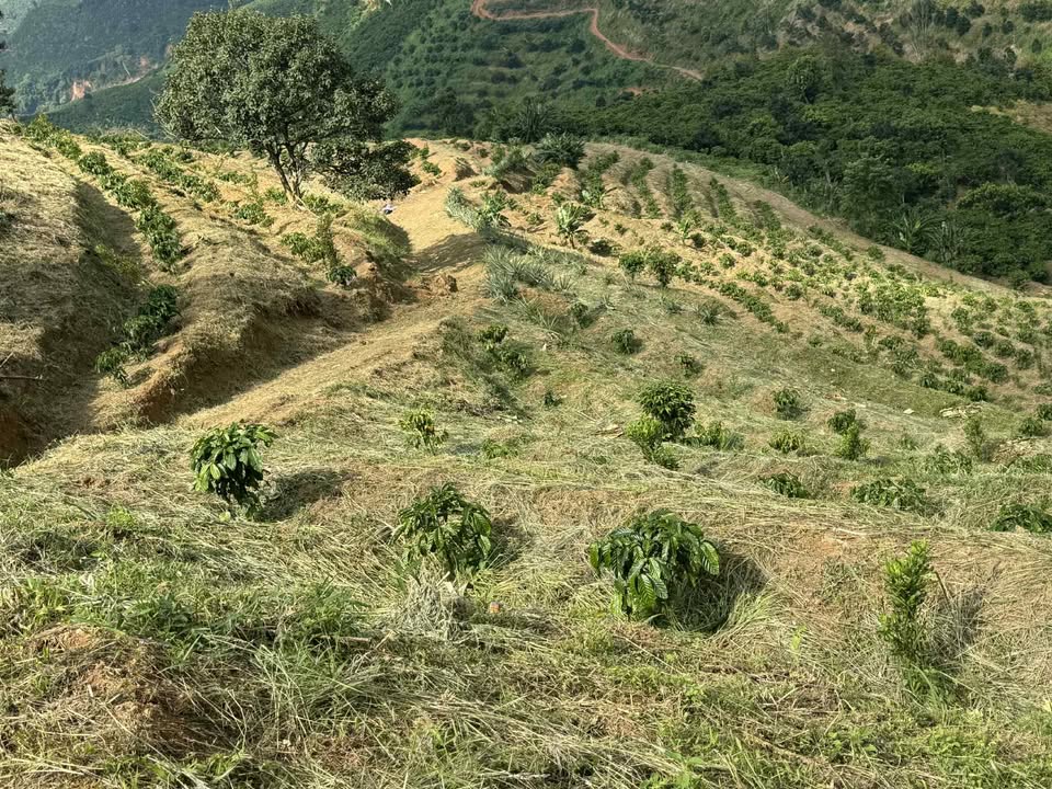 Đất nền 10000m² tại Tân Thanh, Lâm Hà - Giá chỉ 800 triệu VND, cơ hội đầu tư hấp dẫn!