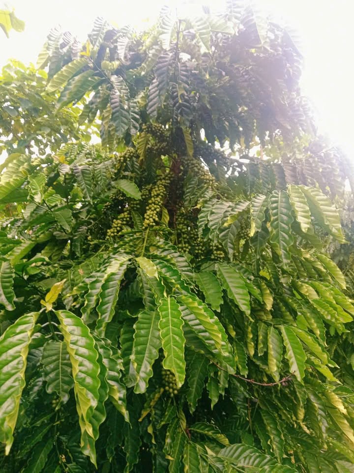 Farm 2ha tại Quảng Phú, Lâm Hà giá 3.8 tỷ - Nguồn thu ổn định!