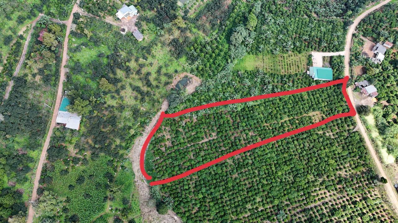 Đất Farm 7000m² tại Nam Ban, Lâm Hà - Giá chỉ 1 tỷ, thu hoạch cà phê ngay!