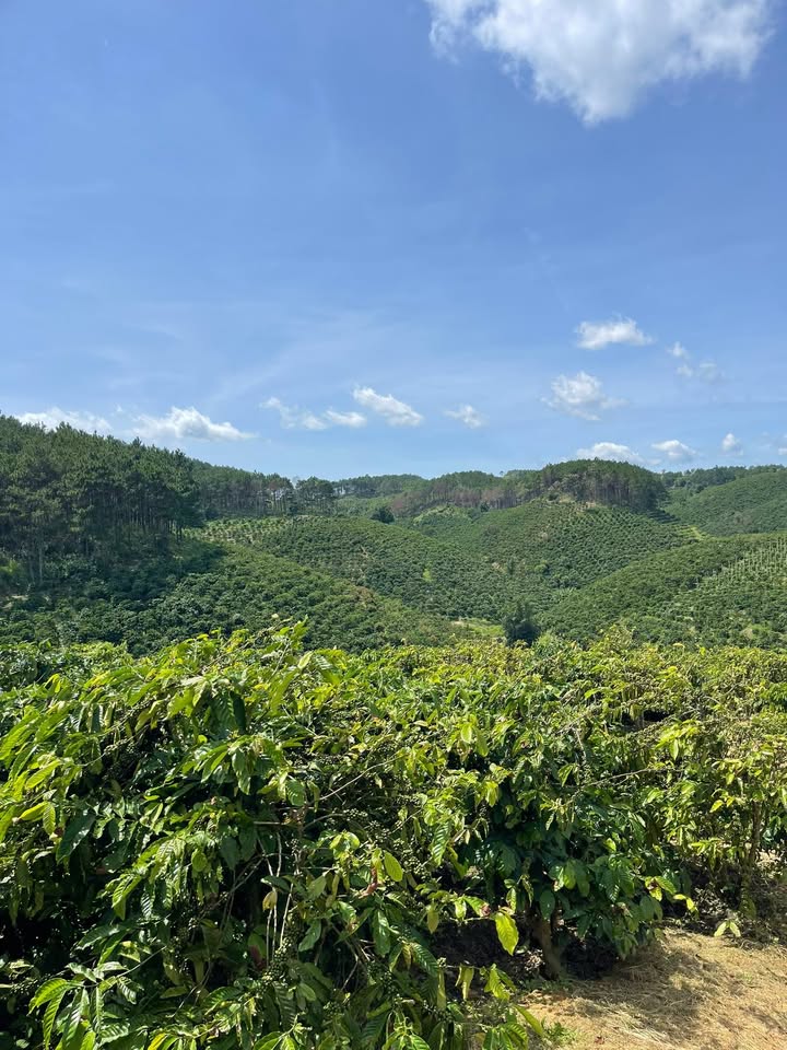 Đất nông nghiệp 1,8ha tại Ninh Gia, Đức Trọng, Lâm Đồng - Giá chỉ 7 tỷ