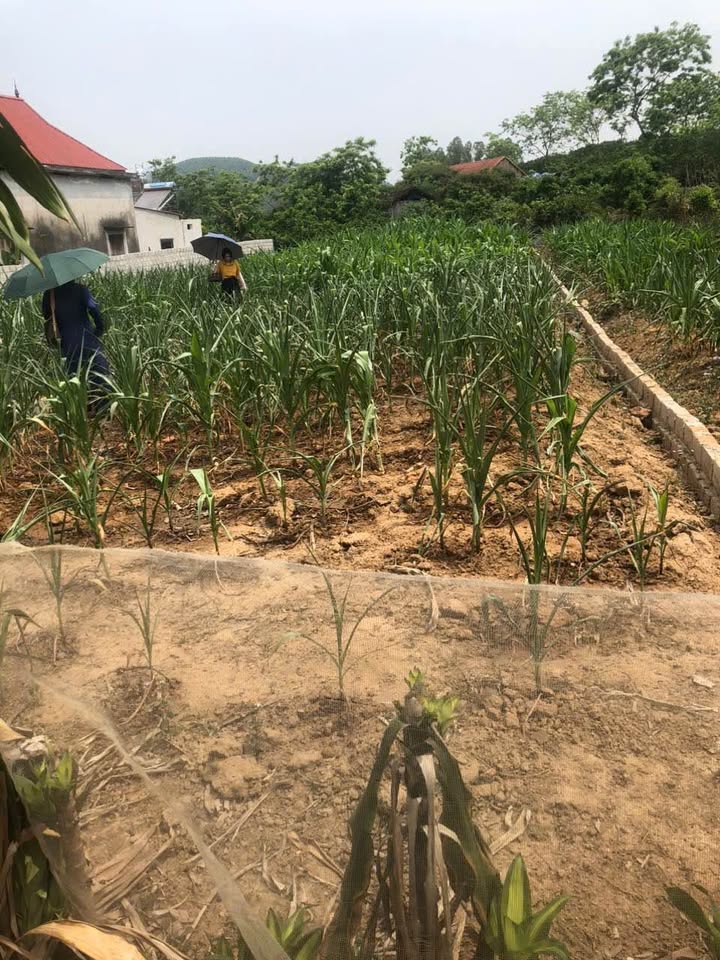 Đất thổ cư 70m² mặt tiền 6m tại thôn Đồng Hiệu, Lục Nam - Giá chỉ 380 triệu!