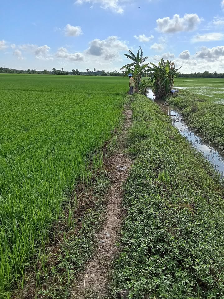 Đất nông nghiệp An Phú, Kế Sách 5631m² giá 563.1 triệu - Cơ hội đầu tư hấp dẫn!