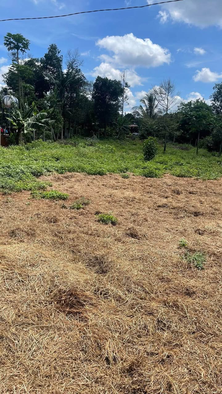 Đất nền Buôn Pan, Krông Pắc 1000m² giá 115 triệu - Cơ hội đầu tư tuyệt vời!