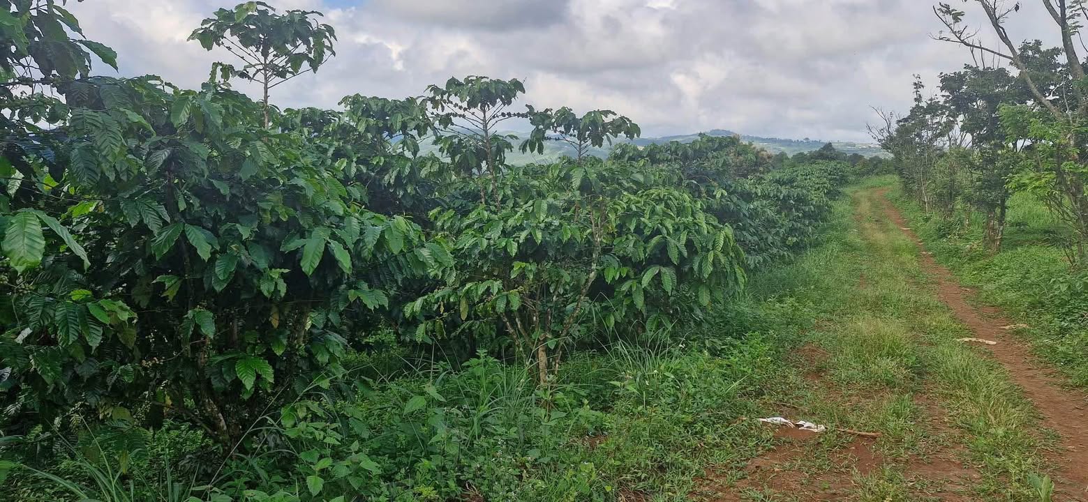 Đất farm 9.700m² tại Lộc Bảo, Bảo Lộc - Giá chỉ 2.7 tỷ VND