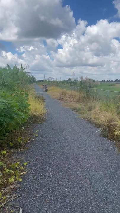 Đất trồng sầu riêng 3.100m² tại Bình Phú, Cai Lậy - Giá chỉ 700 triệu!