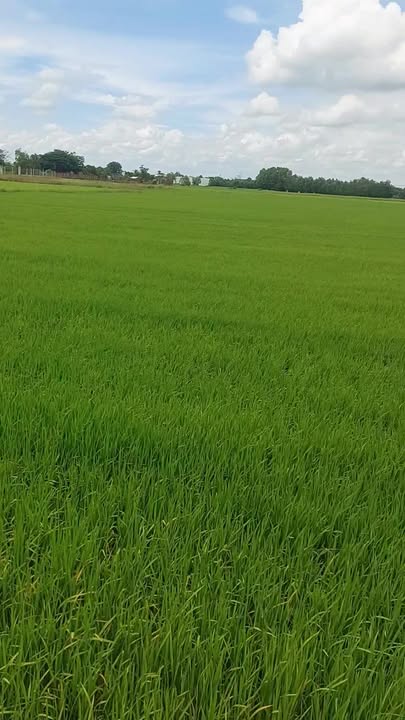 Đất nông nghiệp Hòa Khánh Đông 1827m² - Giá thỏa thuận hợp lý!