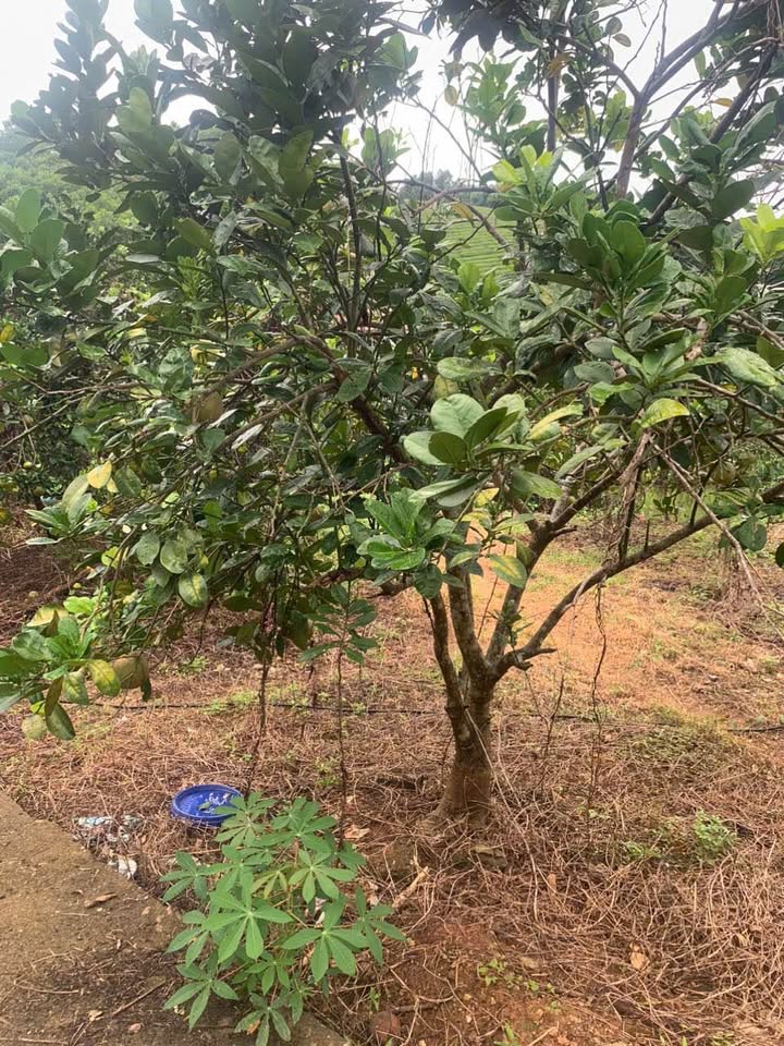 Đất nghỉ dưỡng 1312m² tại xã Văn Luông, Tân Sơn - Cơ hội đầu tư lý tưởng!