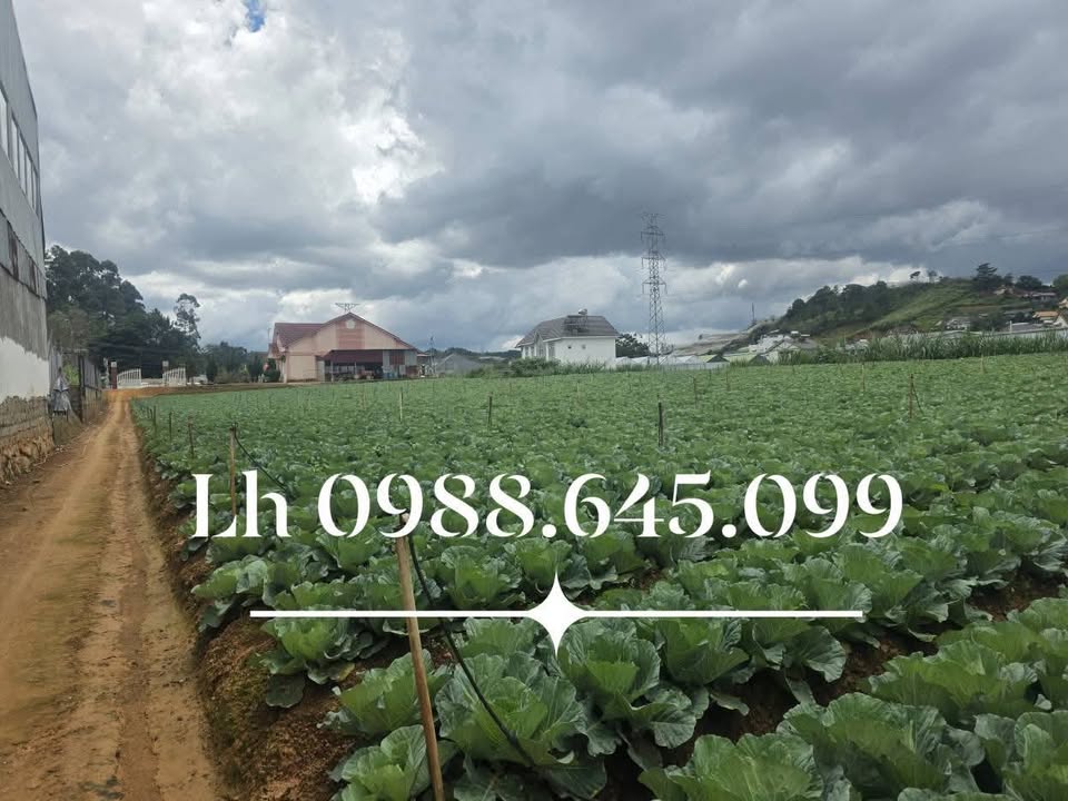 Đất nông nghiệp 518m² tại phường Langbiang, Đà Lạt - Giá 3.5 tỷ, sổ đỏ chính chủ!