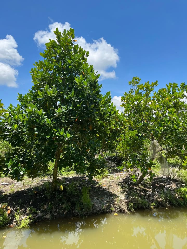 Đất nền 10 công Mít mặt tiền đường Đa Xanh - Giá chỉ 3.2 tỷ, chính chủ!