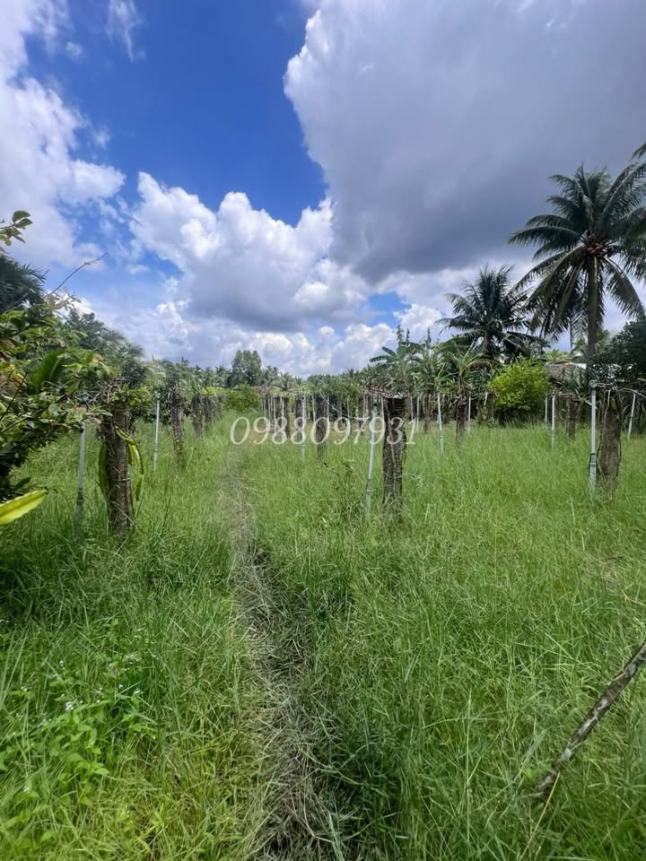 Đất nền 1.000m² mặt tiền kênh tại xã Bình Phú, Càng Long - Giá chỉ 750 triệu!