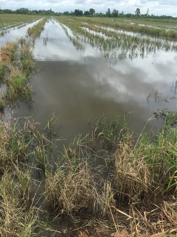 Đất lúa 4000m² tại xã Hòa Mỹ, huyện Phụng Hiệp giá 400 triệu - Cơ hội đầu tư hấp dẫn!