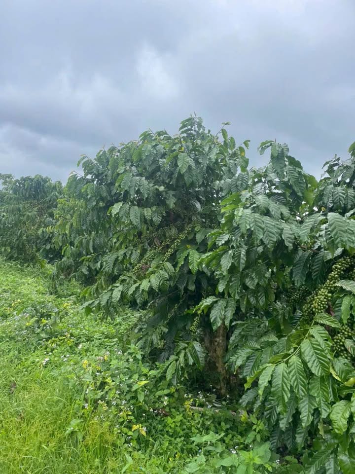 Bán gấp 9,4 sào vườn Lộc Phú, Bảo Lâm - Giá chỉ 3,5 tỷ VND!