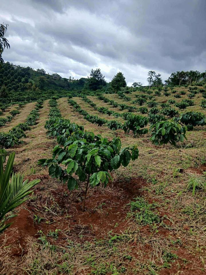 Đất rẫy Trường Xuân 1,7ha giá 2,9 tỷ - Nơi lý tưởng cho cây cà phê và tiêu