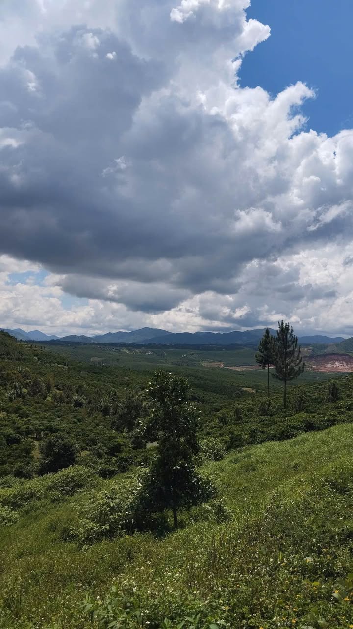 Đất nghỉ dưỡng 700m² tại Bảo Lộc - View núi đồi tuyệt đẹp, giá chỉ 2.45 tỷ!