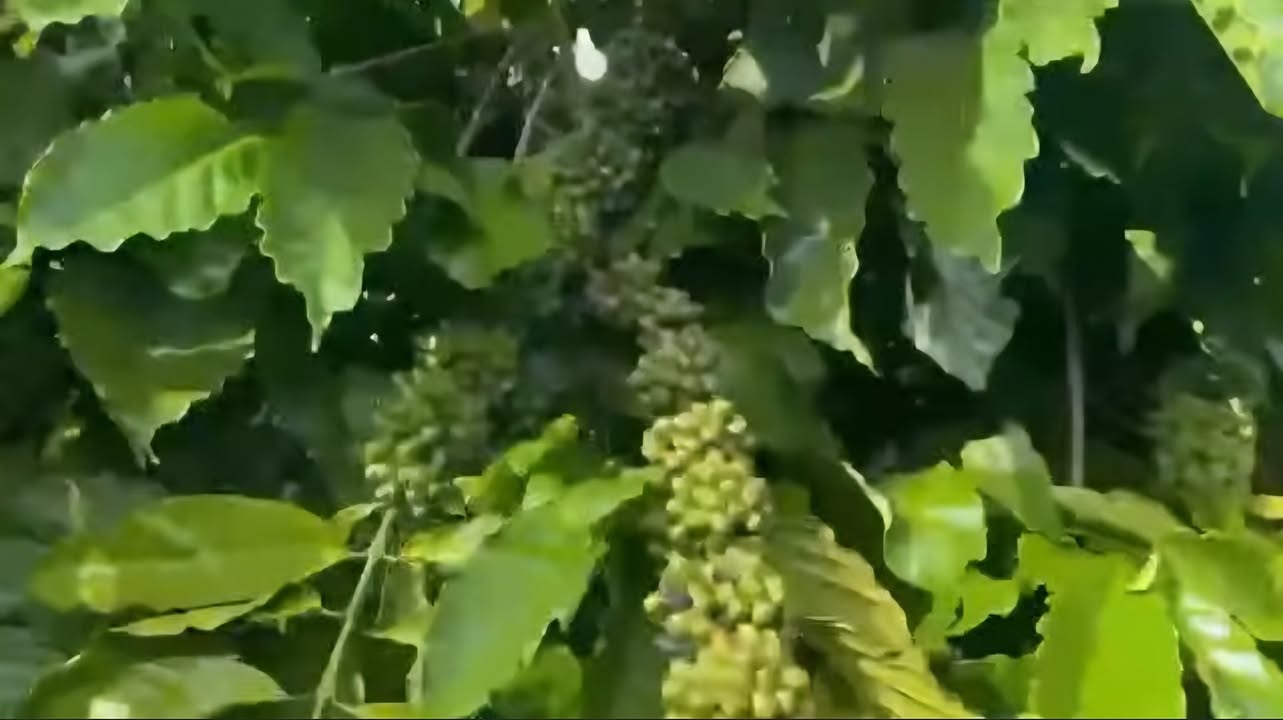 Đất nông nghiệp Tân Văn 4 sào giá 1.75 tỷ - Cơ hội đầu tư sinh lời!