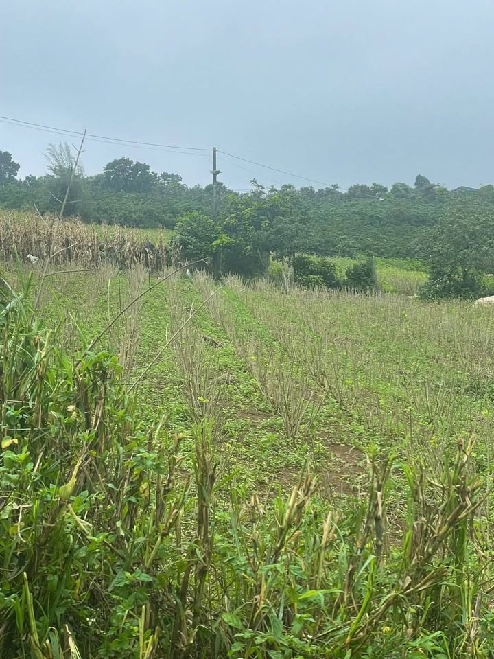 Đất lô góc 2 mặt tiền hẻm Lý Thái Tổ, Bảo Lộc 500m² giá 1.6 tỷ - Thương lượng ngay!