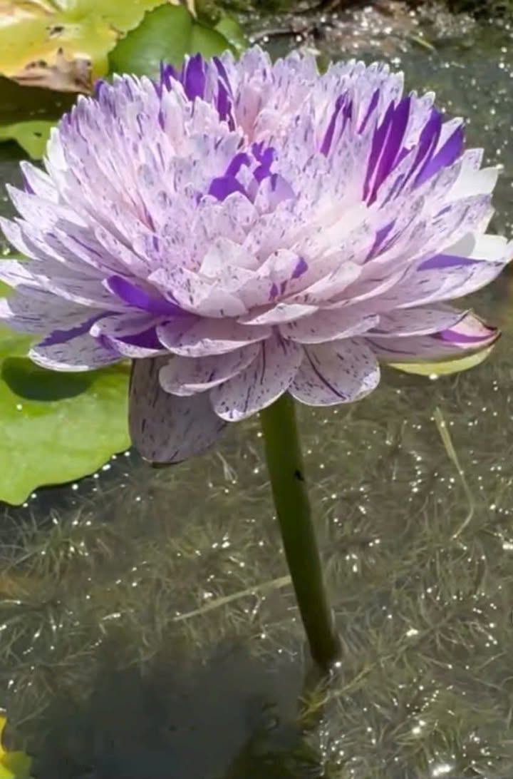 Đất nền lô góc 2 mặt đường Phước Nghĩa 280m² giá 1 tỷ - Cơ hội đầu tư tuyệt vời!