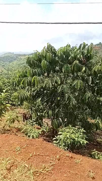 Đất nền Đắk R'măng 70000m² giá 1 tỷ - Đường bê tông 60m, vị trí đắc địa!