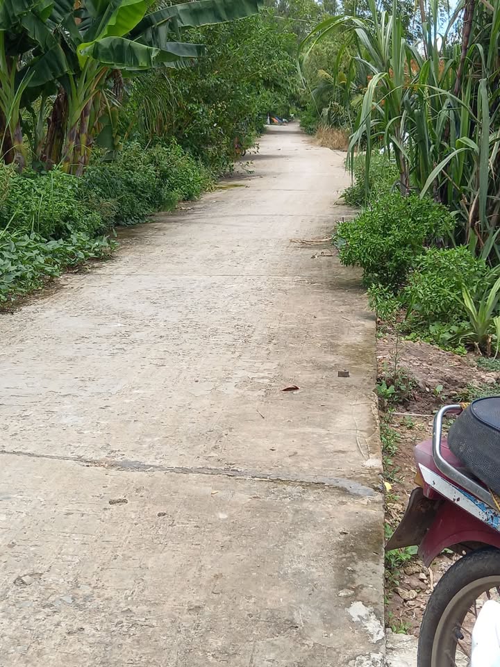 Đất lúa 28.000m² xã Tân Thạnh, Đồng Tháp - Cơ hội đầu tư sinh lời!