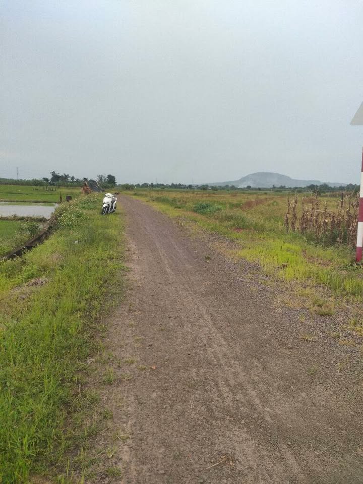 Đất lúa Sông Thao 12240m² giá 780 triệu - Cơ hội đầu tư sinh lời!