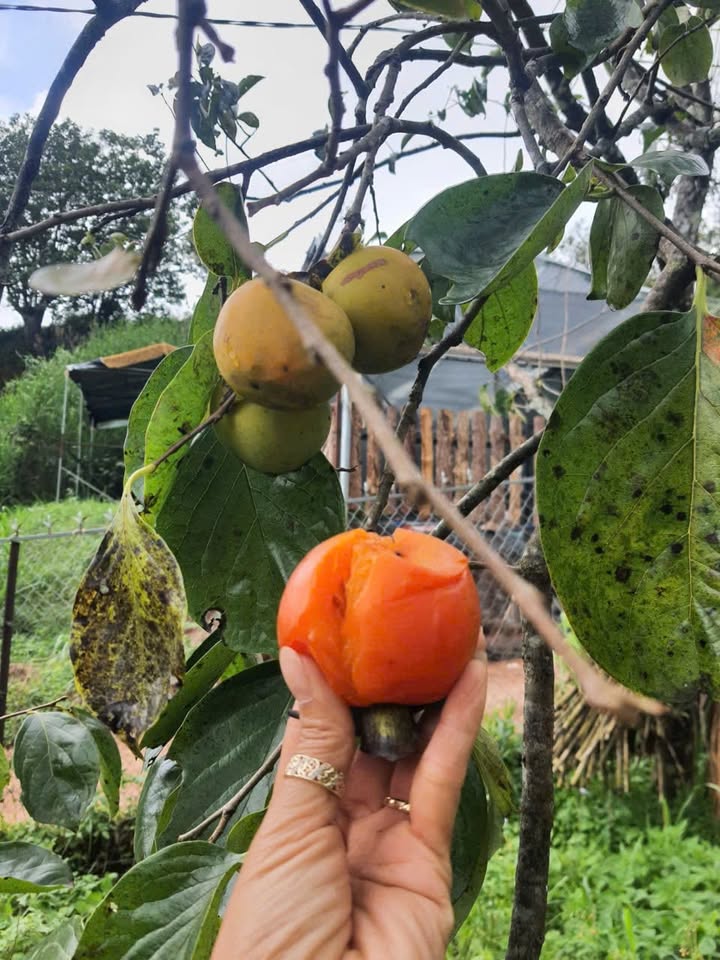 Đất nền Đà Lạt 144m² giá 780 triệu - Đường ô tô vào tận nơi!