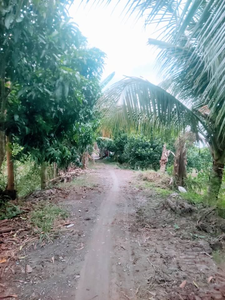 Đất ruộng xã Phương Trà 3300m² giá 599 triệu - Pháp lý rõ ràng, chính chủ!