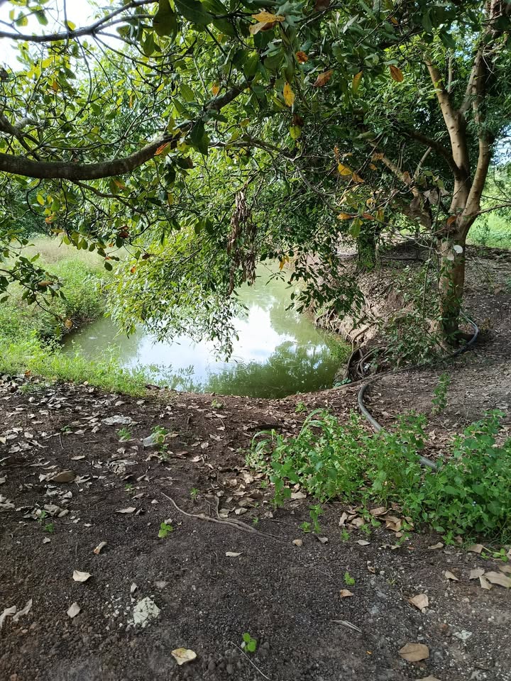 Đất nông nghiệp xã Ia Blu, Chư Pưh 2,4ha - Nhà rẫy và điện nước đầy đủ