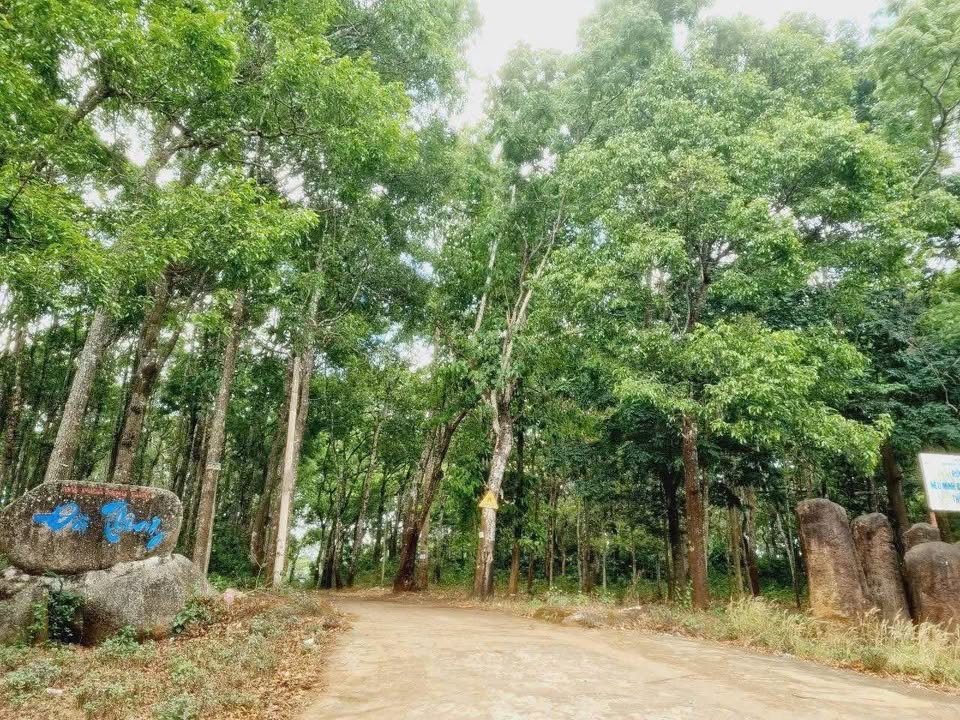 Đất hẻm ô tô Tân Lập 593m² giá chỉ 2.9 tỷ - Tiềm năng sinh lời cao!