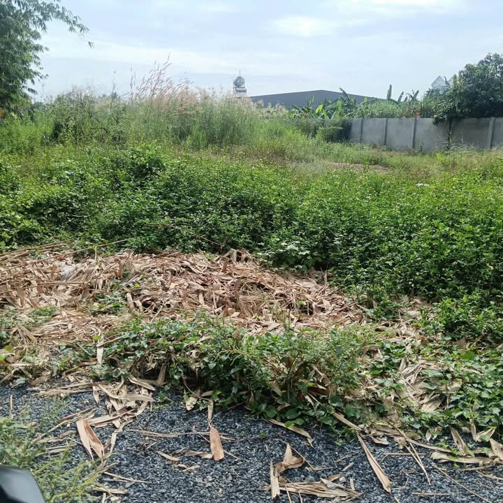 Đất thổ cư 1500m² tại Bình Mỹ, Củ Chi - Giá chỉ 15 tỷ VND, chính chủ bán gấp!