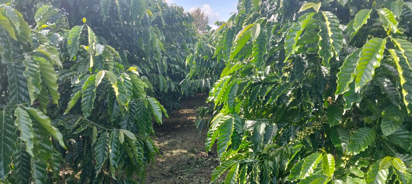 Đất nông nghiệp Bảo Lộc 10.365m² giá 2.063 tỷ - Sổ đỏ chính chủ, thích hợp nghỉ dưỡng!