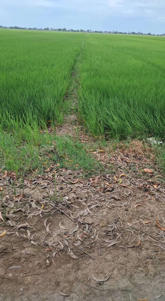 Đất nông nghiệp Vọng Đông, Thoại Sơn 16 công giá 2.16 tỷ - Cơ hội đầu tư hấp dẫn!