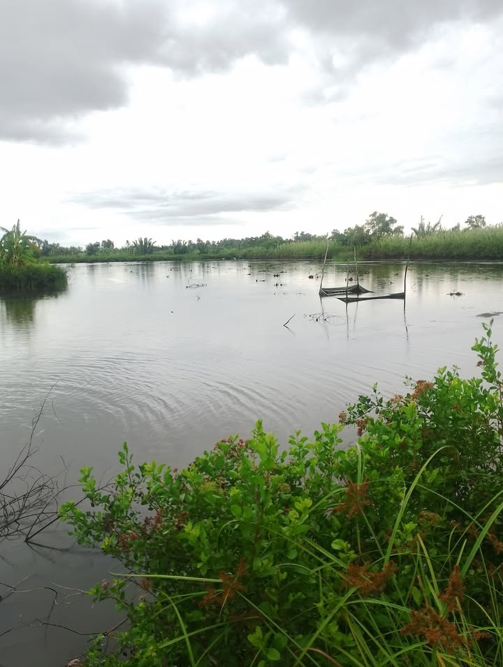 Đất vuông tôm lúa 10 công tại Tân Thạnh, Kiên Giang giá chỉ 900 triệu - Cơ hội đầu tư tuyệt vời!