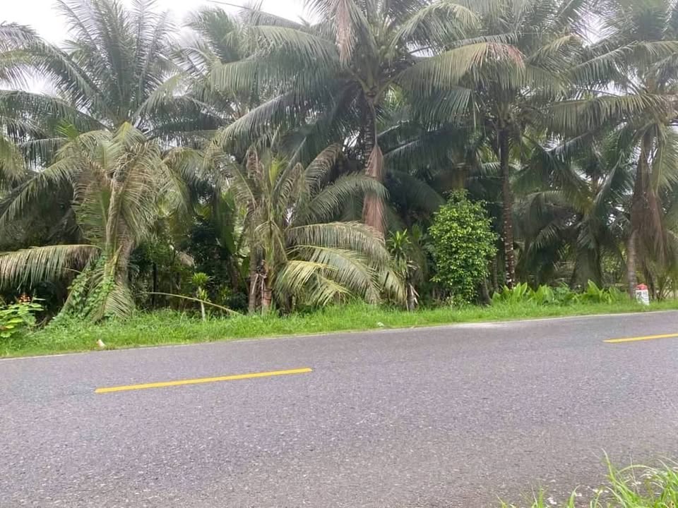 Đất vườn 4,2 công mặt tiền Quốc lộ 54 - Giá chỉ 3 tỷ, thương lượng ngay!