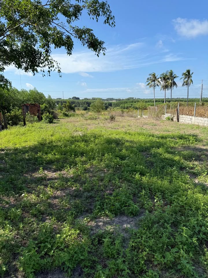 Đất nền Bình Châu 1500m² giá 4 tỷ - View ruộng thanh bình