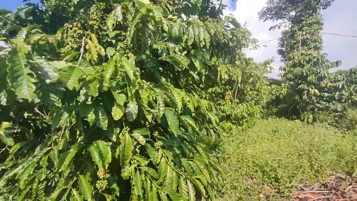 Farm đất 2 Sào tại xã Ea Ô, huyện Ea Kar - Giá 720 triệu hấp dẫn!