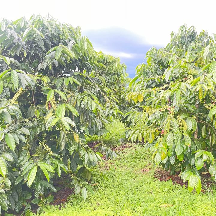 Farm 1.5ha tại Đạ San, Đam Rông, Lâm Đồng - Giá 1.95 tỷ, thuận tiện tưới tiêu!