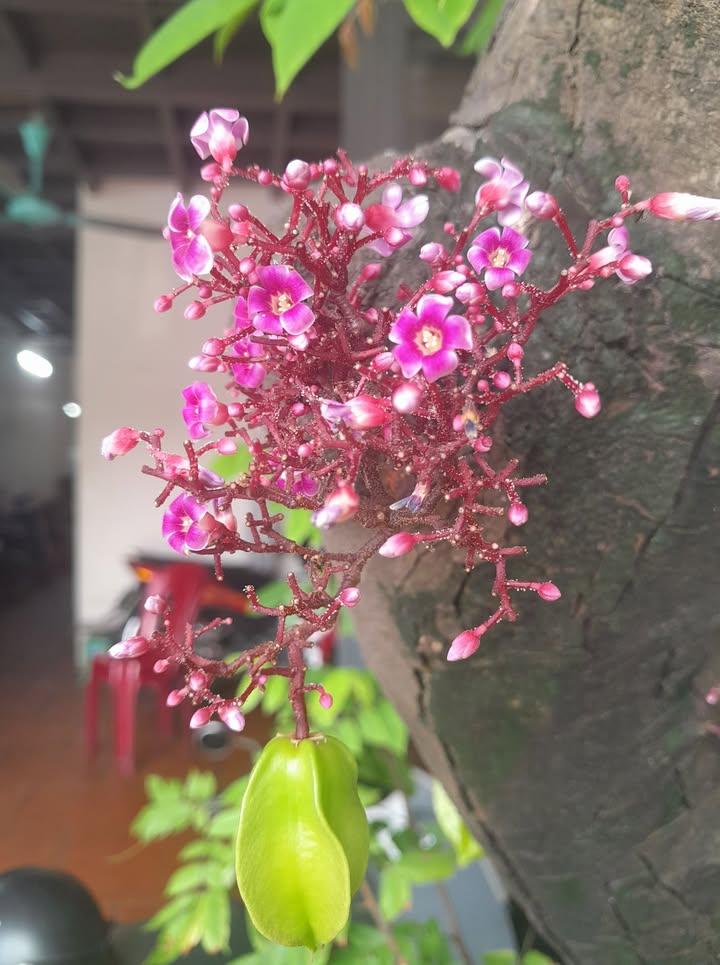 Đất nền Đằng Hải 60m² giá chỉ 3.12 tỷ - Sổ đỏ chính chủ, vị trí đắc địa!